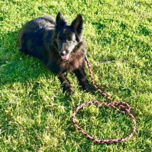HexBraid Dog Leash