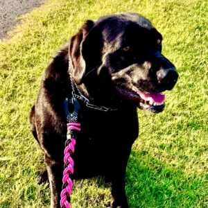 HexBraid Dog Leash