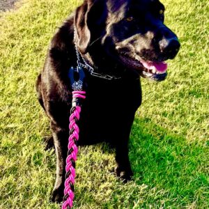 The HexBraid Dog Leash
