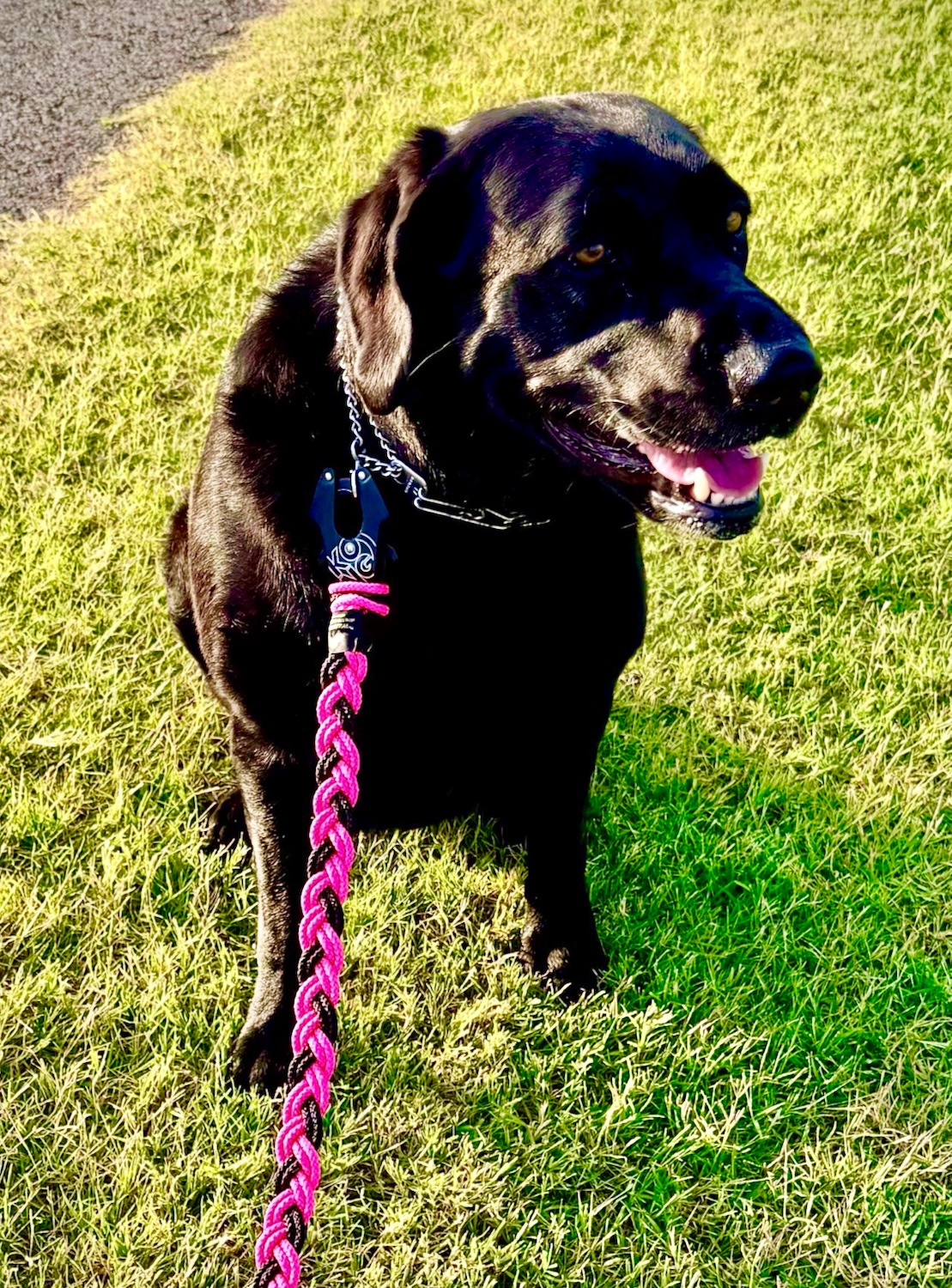 The HexBraid Dog Leash